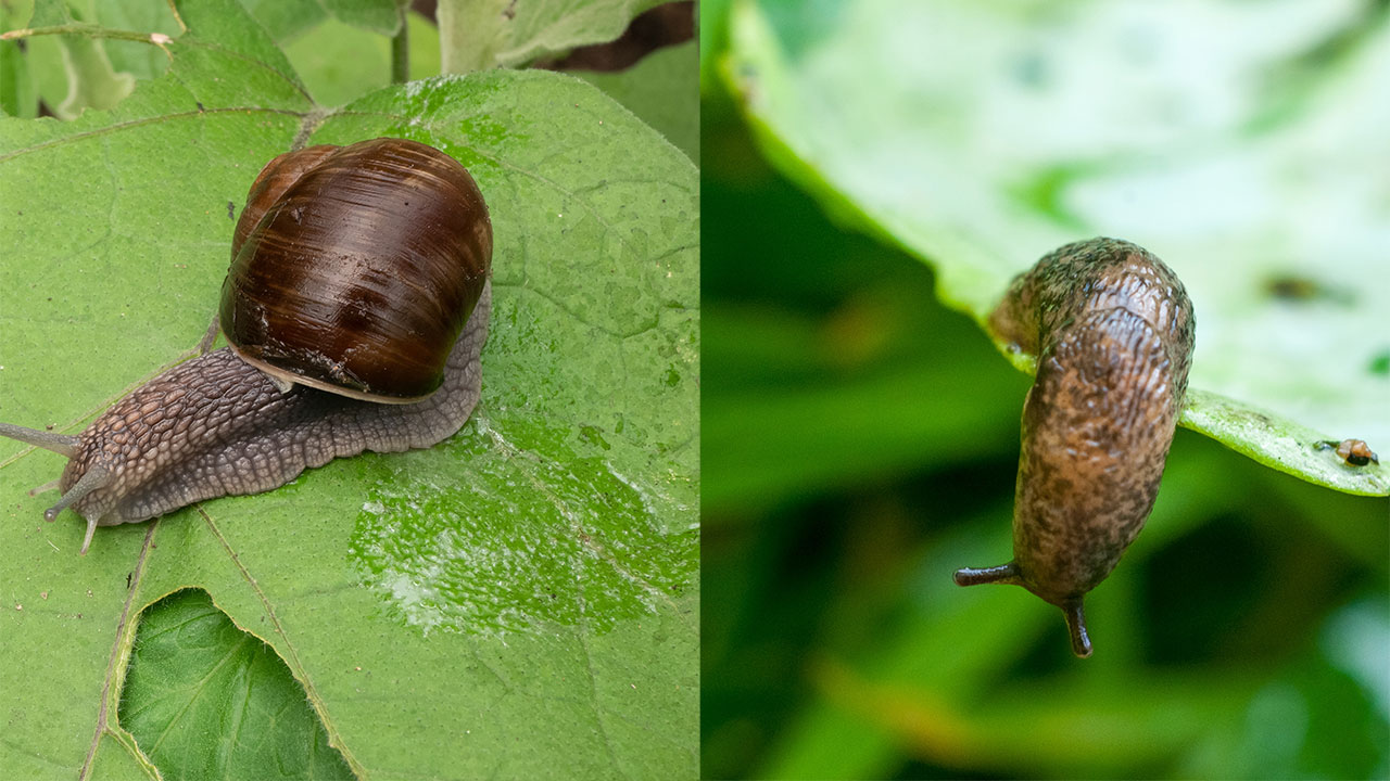 Slugs and Snails